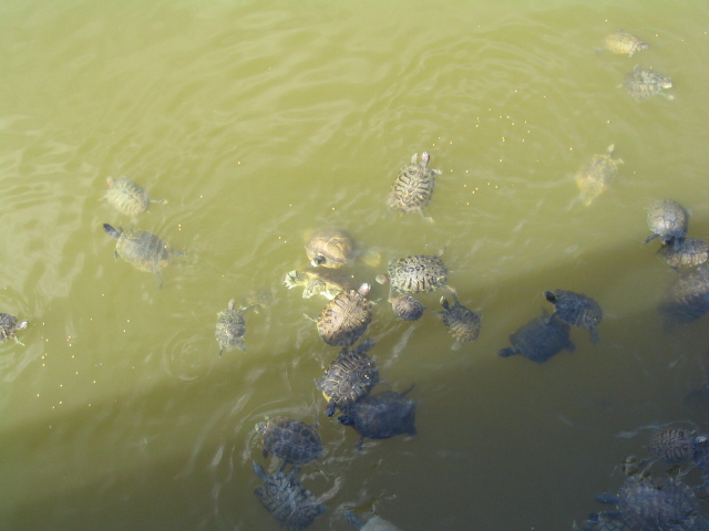 618x457 pixels (120K)